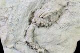 Fossil Crinoid - Keokuk Formation, Missouri #157204-1